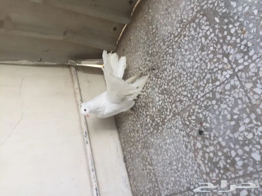 ذكر شماسي امريكي (image 6)