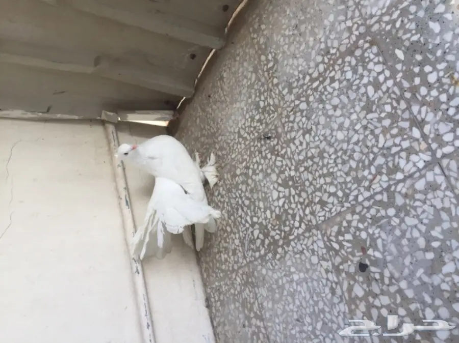 ذكر شماسي امريكي (image 7)