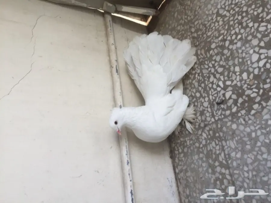 ذكر شماسي امريكي (image 8)