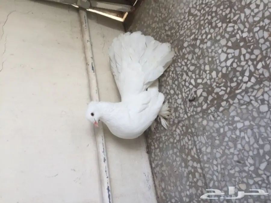 ذكر شماسي امريكي (image 9)