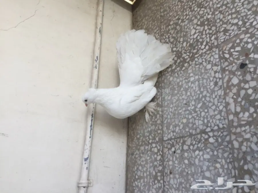 ذكر شماسي امريكي (image 10)