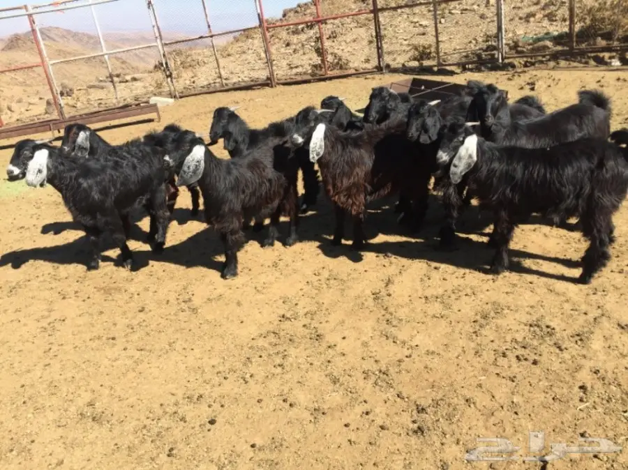 جفرات للبيع 