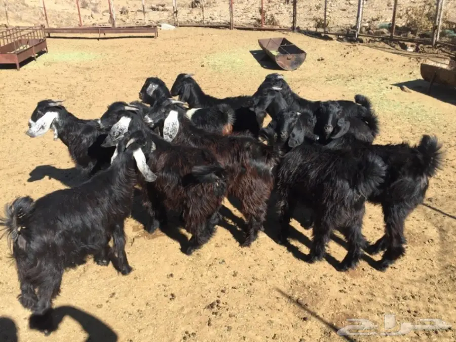 جفرات مميزة للبيع - ميسان (image 1)