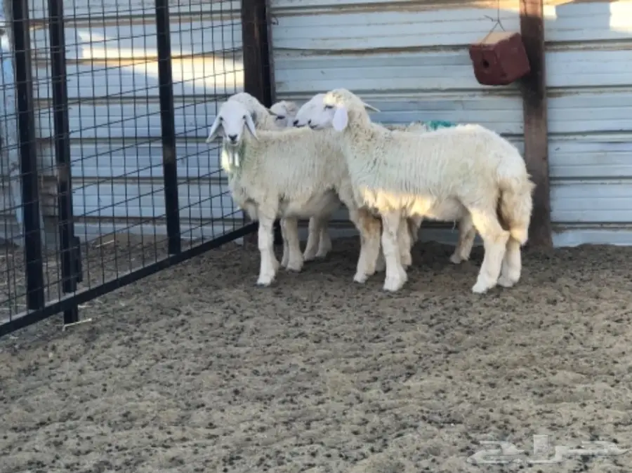 رخال حريه مقفله شحم ولحم (image 2)