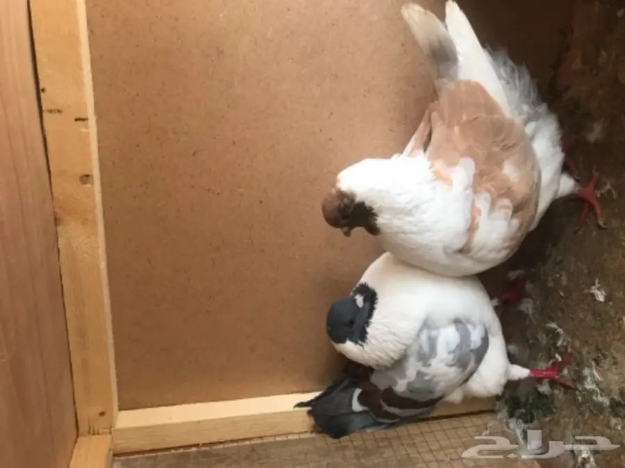 كنق مديني (image 1)