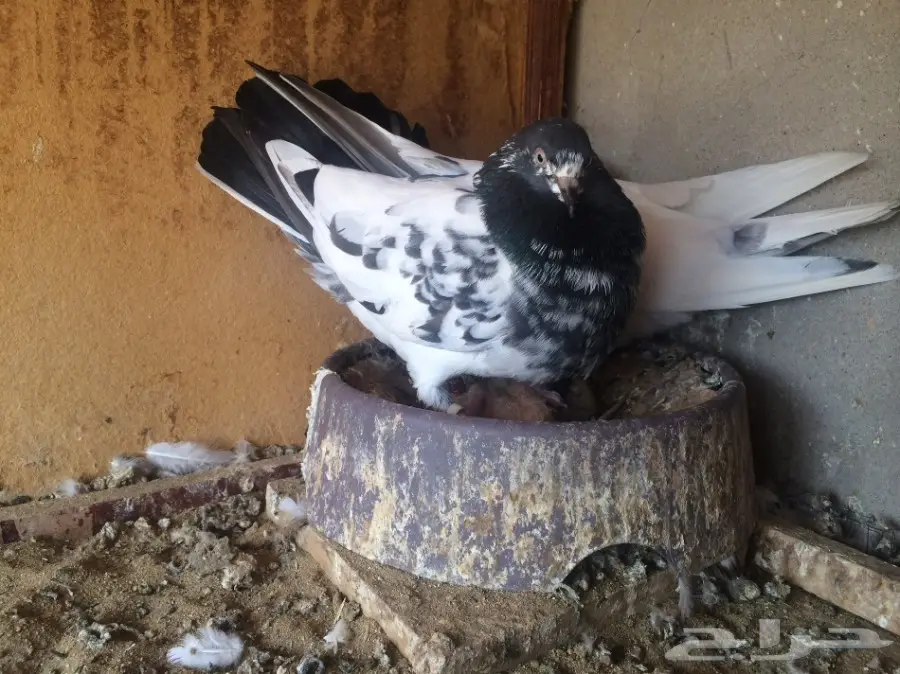 حمام باكستاني 