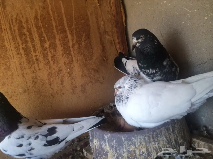 حمام باكستاني  (image 1)