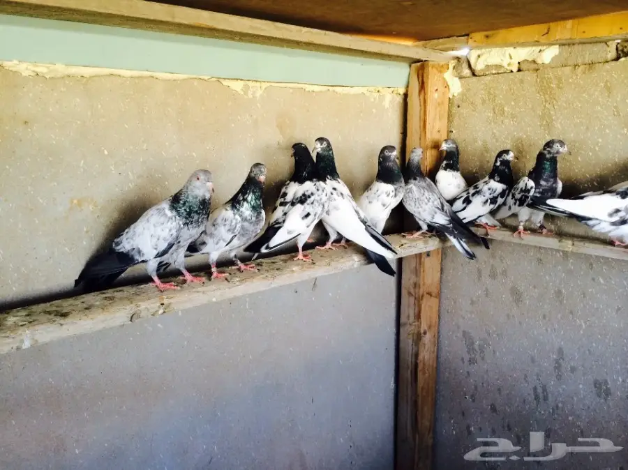 حمام باكستاني  (image 2)