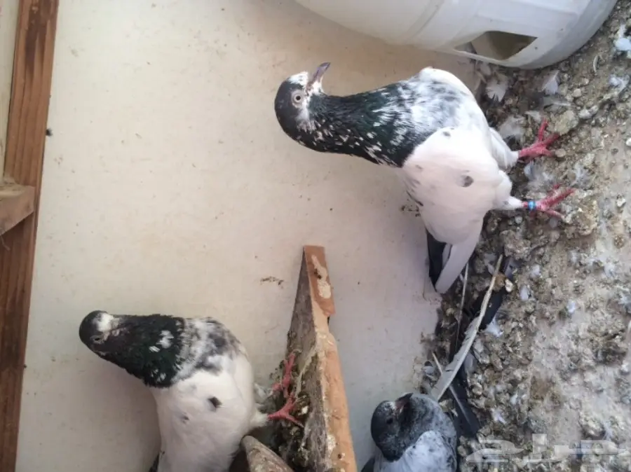 حمام باكستاني  (image 8)