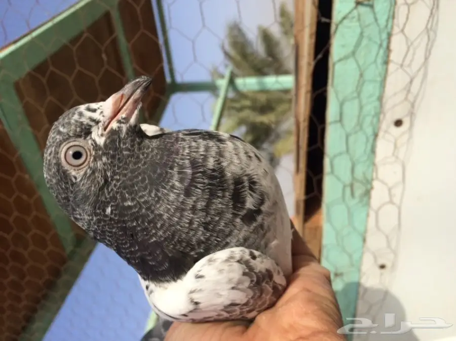 حمام باكستاني  (image 9)