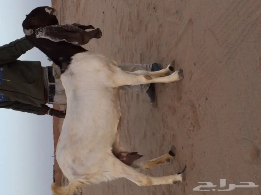 عنز هولنديه 