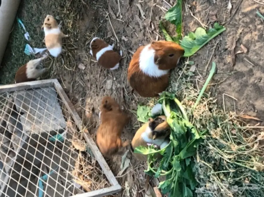 وبران بلدي (image 1)