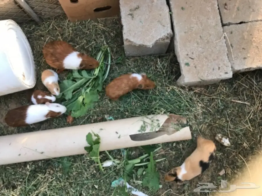 وبران بلدي (image 2)