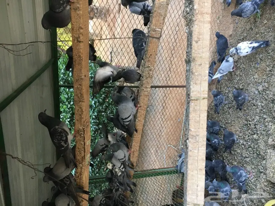 حمام سوادي للبيع 