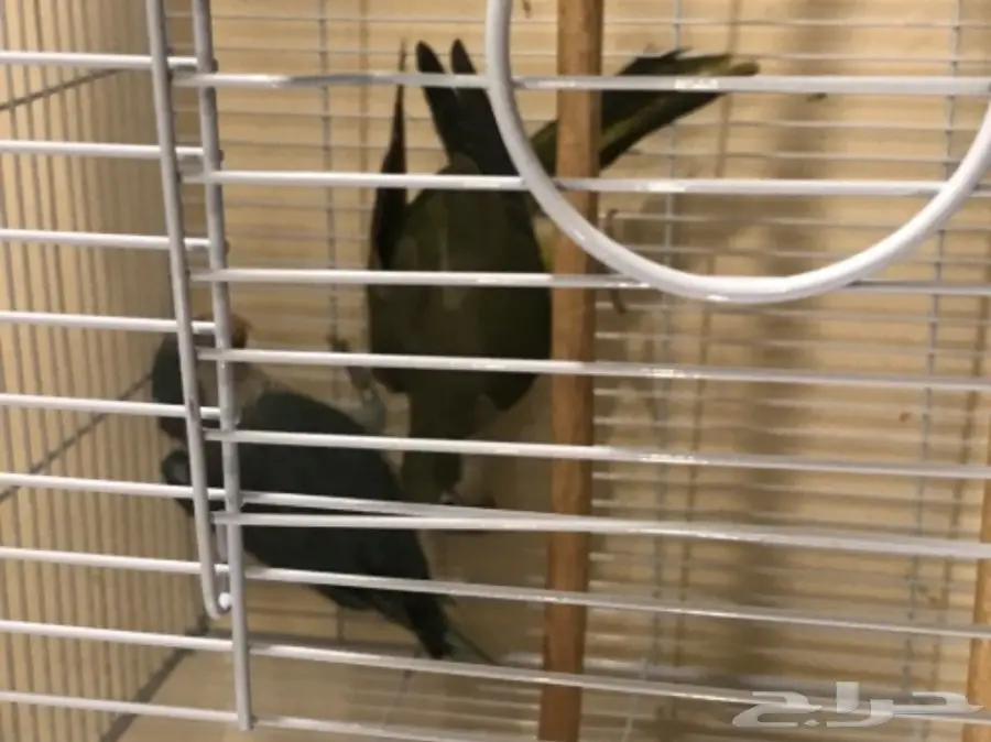 جوز كويكر ببغاء الراهب  (image 1)