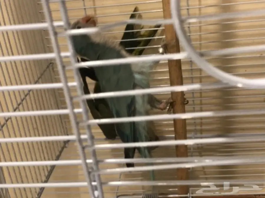 جوز كويكر ببغاء الراهب  (image 3)