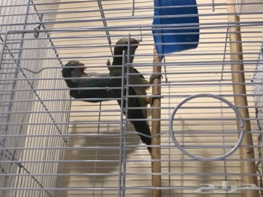 جوز كويكر ببغاء الراهب  (image 6)