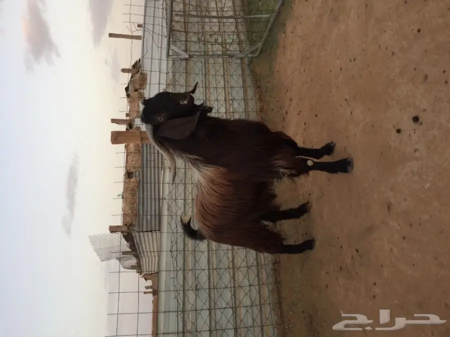 تيس مصري فحل شرط