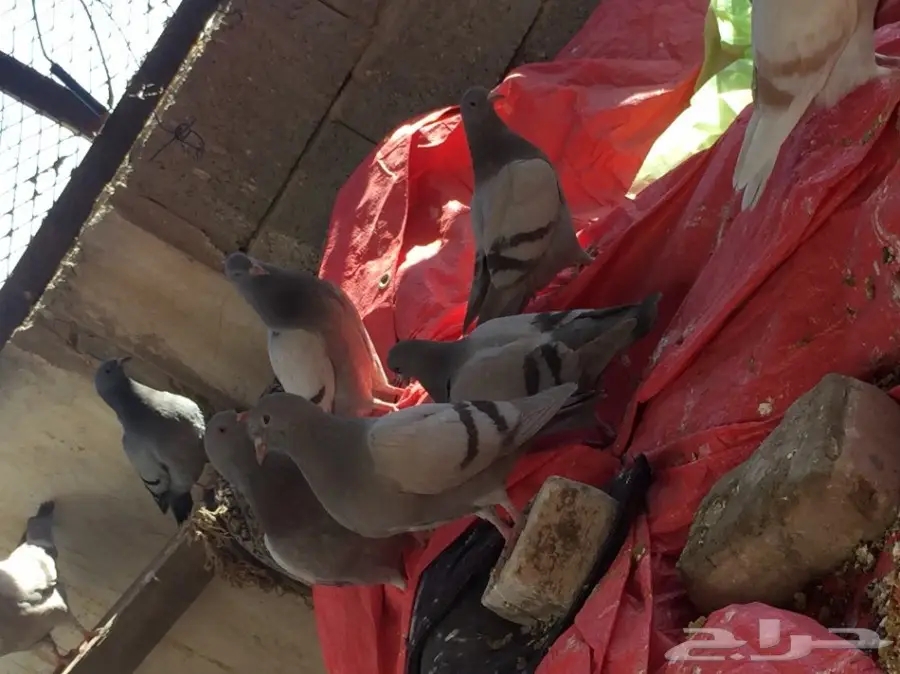 فراخة سلفر سوبر جامبو