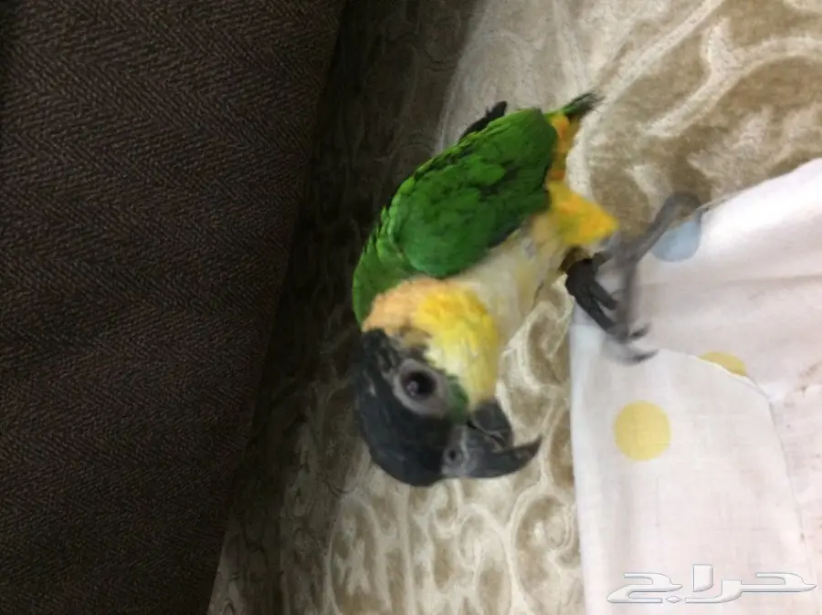 ببغاء كايك بلاك  (image 1)