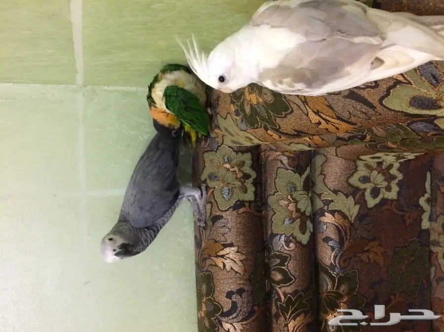 ببغاء كايك بلاك  (image 7)