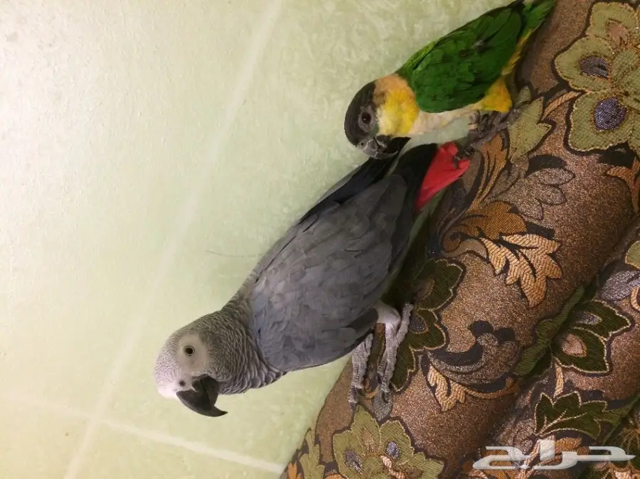 ببغاء كايك بلاك  (image 8)