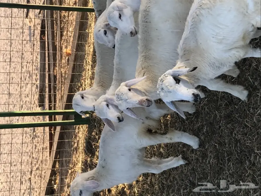 للبيع رخال حريات عدد 17 راس من 300 ريال (image 2)