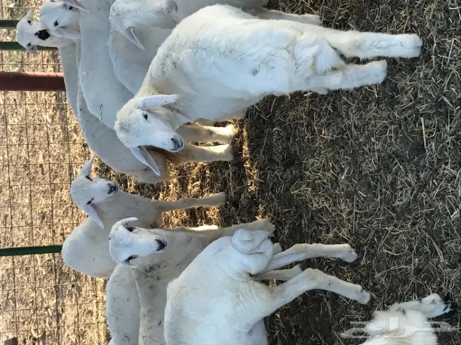 للبيع رخال حريات عدد 17 راس من 300 ريال (image 3)