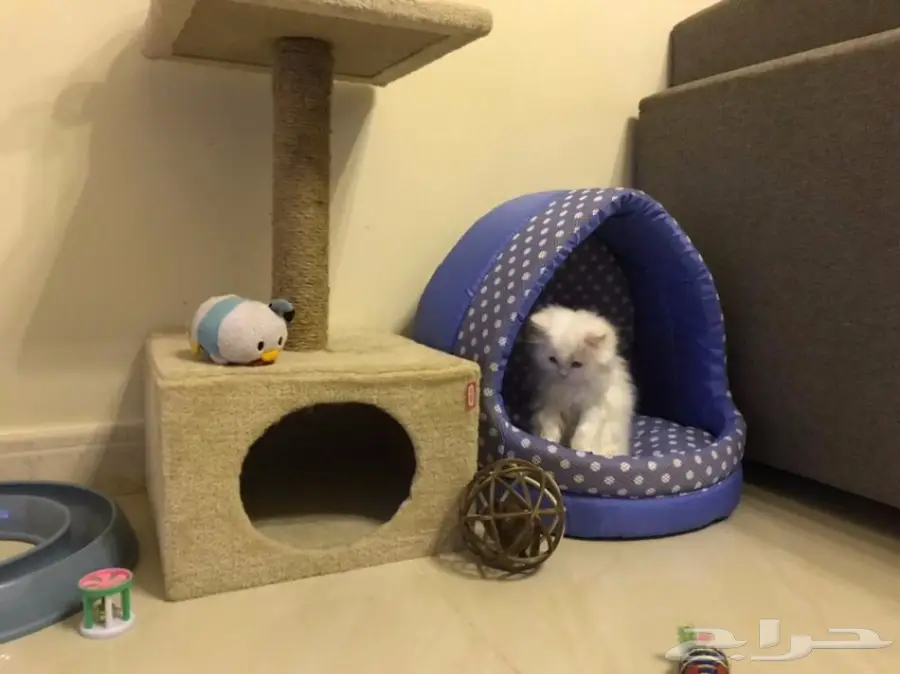 للبيع قطة شيرازية 