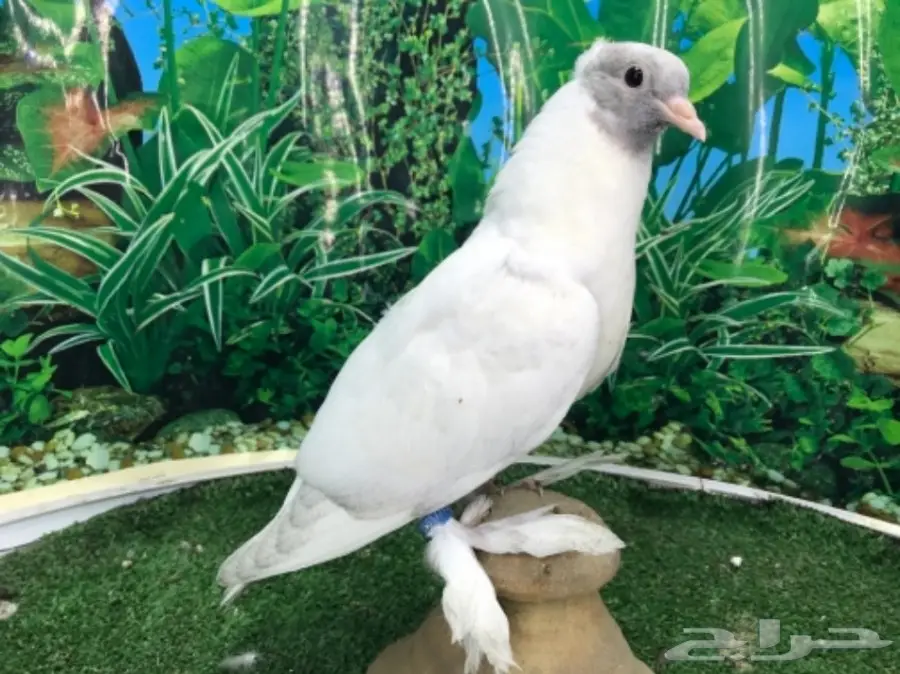 طبات صنعاني