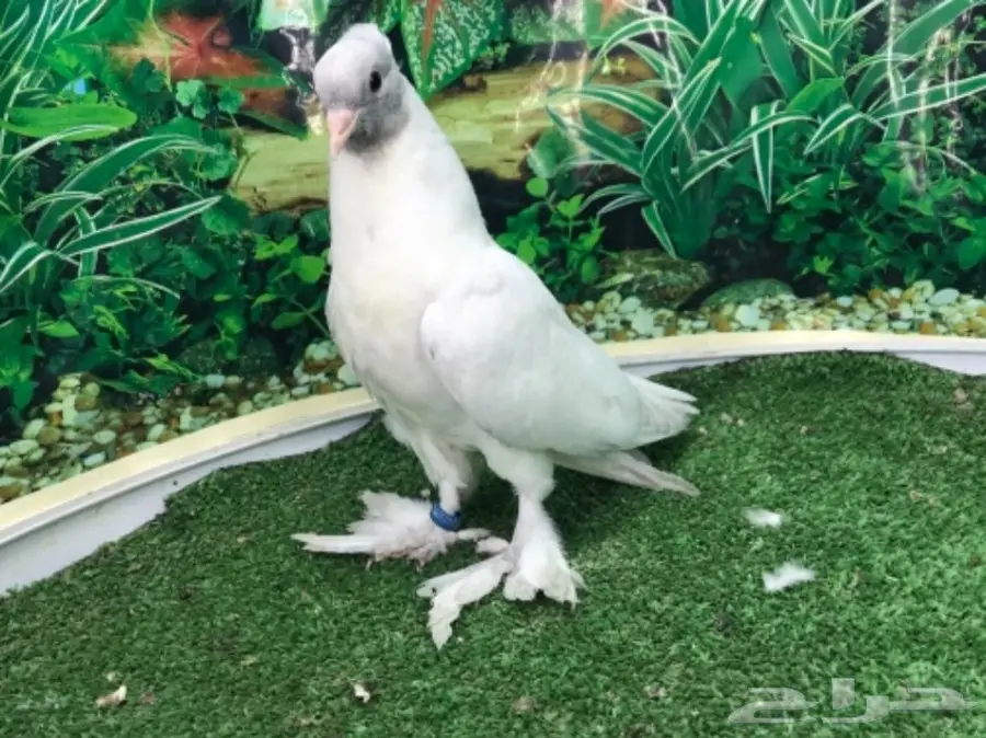 طبات صنعاني (image 1)