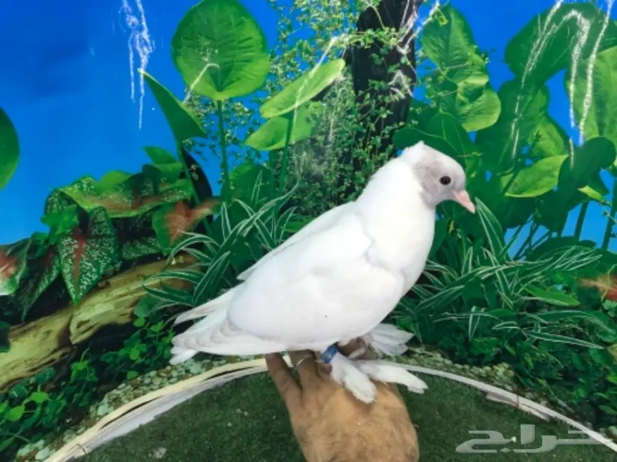 طبات صنعاني (image 2)