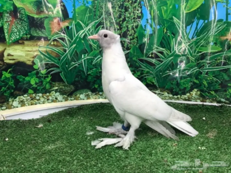 طبات صنعاني (image 3)