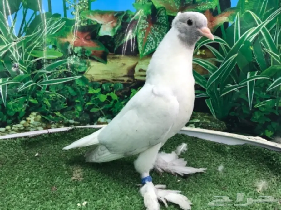 طبات صنعاني (image 4)