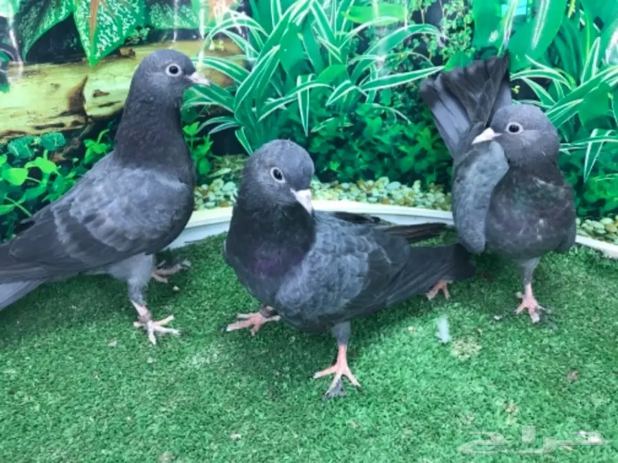 طبات صنعاني (image 5)