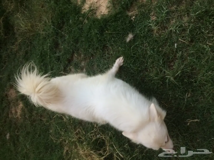 بوجيه للبيع  (image 1)