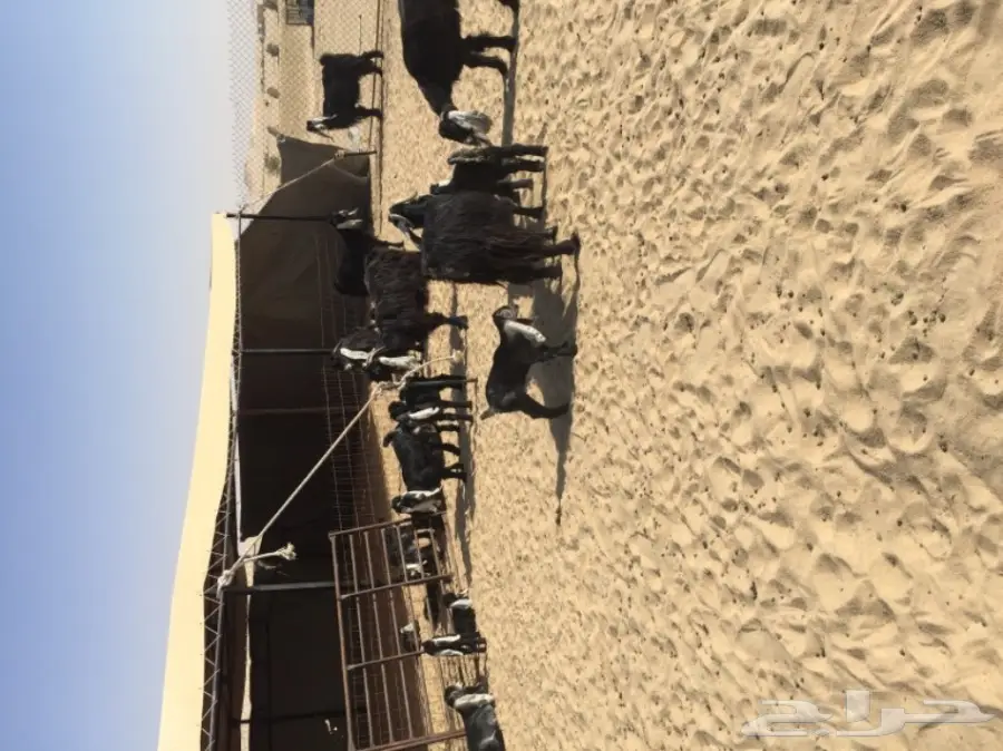 معزاء عوارض