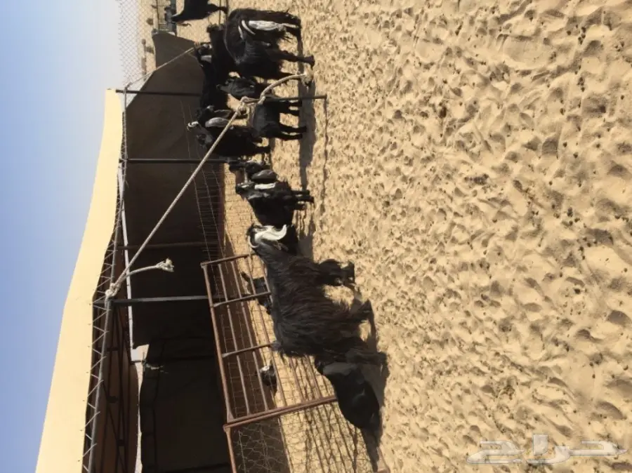 معزاء عوارض (image 1)