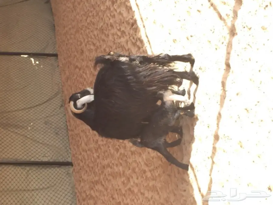 معزاء عوارض (image 2)