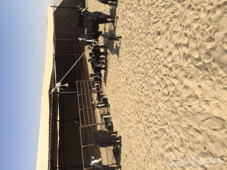 معزاء عوارض (image 3)