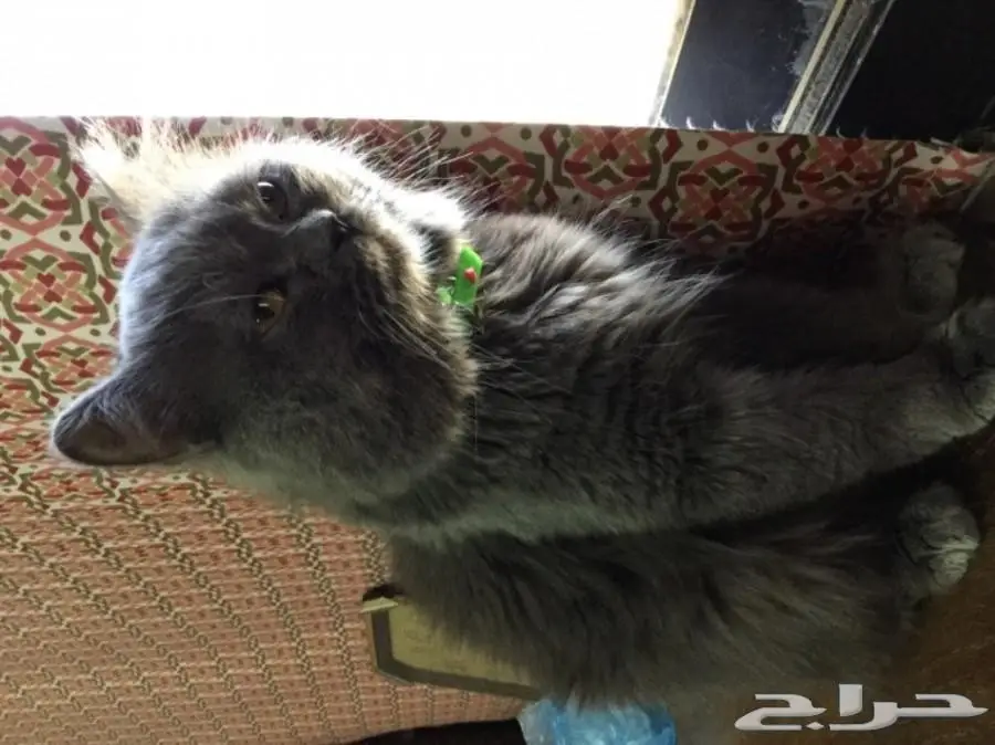 قط شيرازي ذكر