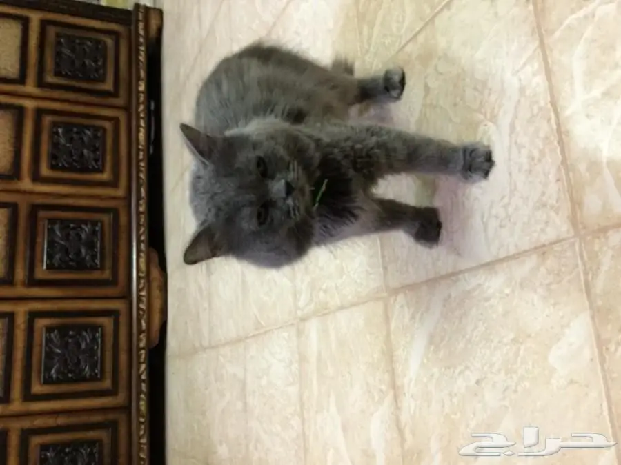 قط شيرازي ذكر (image 1)