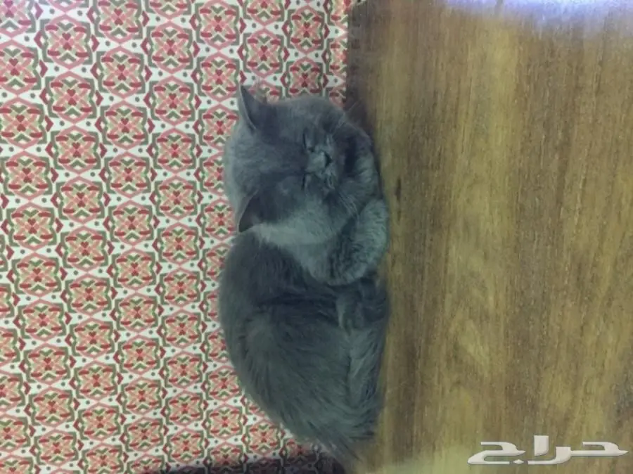 قط شيرازي ذكر (image 2)