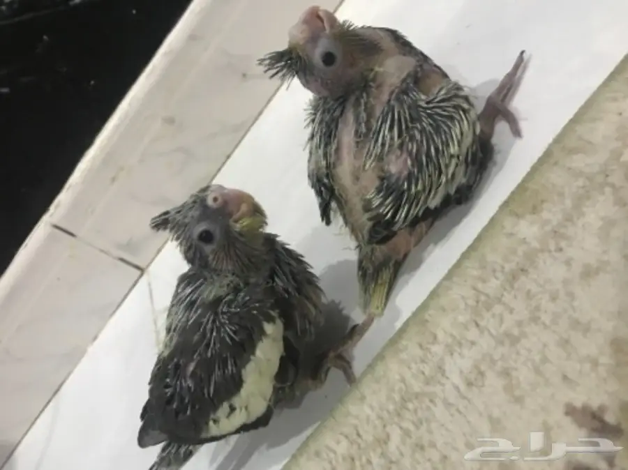 فروخ كروان غر