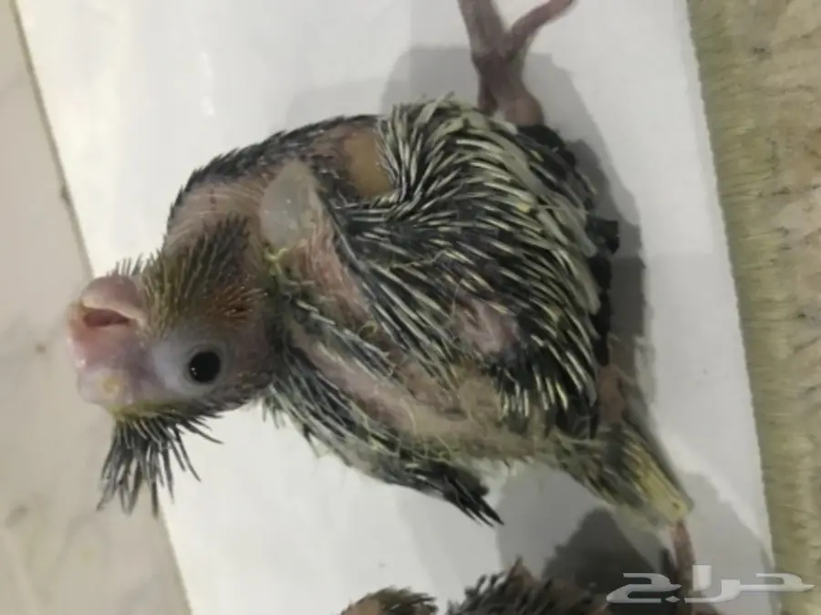 فروخ كروان غر (image 1)