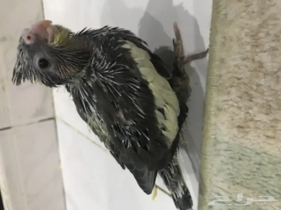 فروخ كروان غر (image 2)