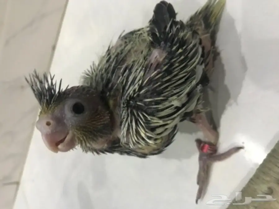 فروخ كروان غر (image 3)