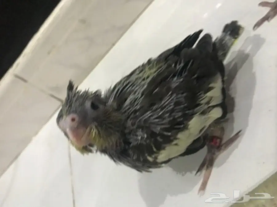 فروخ كروان غر (image 4)