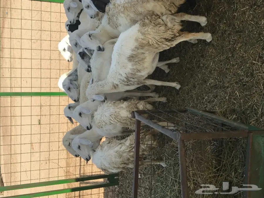 يابلاش للبيع ضان حريات عدد 24 راس ب 200 ريال (image 1)