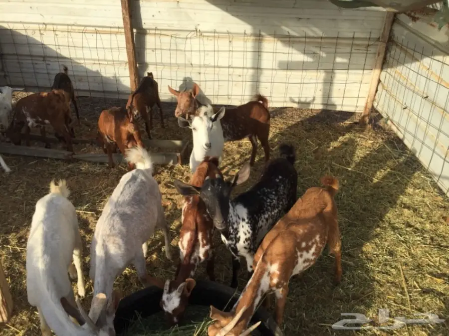 للبيع: معزة بيشيات - حجم صغير - عدد 11 (image 6)